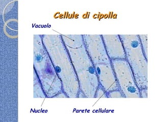 Cellule di cipollaCellule di cipolla
Nucleo Parete cellulare
Vacuolo
 