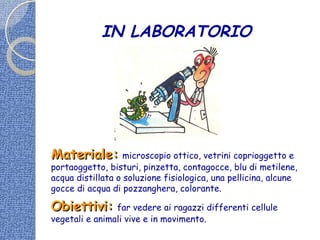 Materiale:Materiale: microscopio ottico, vetrini coprioggetto e
portaoggetto, bisturi, pinzetta, contagocce, blu di metilene,
acqua distillata o soluzione fisiologica, una pellicina, alcune
gocce di acqua di pozzanghera, colorante.
Obiettivi:Obiettivi: far vedere ai ragazzi differenti cellule
vegetali e animali vive e in movimento.
IN LABORATORIO
 