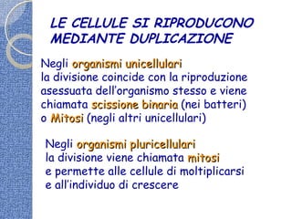 LE CELLULE SI RIPRODUCONO
MEDIANTE DUPLICAZIONE
Negli organismi unicellulariorganismi unicellulari
la divisione coincide con la riproduzione
asessuata dell’organismo stesso e viene
chiamata scissione binariascissione binaria (nei batteri)
o MitosiMitosi (negli altri unicellulari)
Negli organismi pluricellulariorganismi pluricellulari
la divisione viene chiamata mitosimitosi
e permette alle cellule di moltiplicarsi
e all’individuo di crescere
 