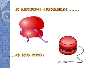 IL RIBOSOMA ASSOMIGLIA .......IL RIBOSOMA ASSOMIGLIA .......
....AD UNO YOYO !....AD UNO YOYO !
 
