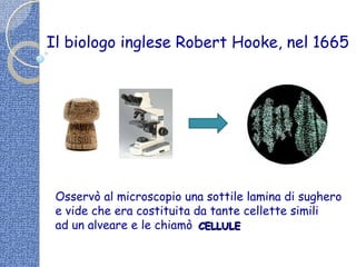 Osservò al microscopio una sottile lamina di sughero
e vide che era costituita da tante cellette simili
ad un alveare e le chiamò
Il biologo inglese Robert Hooke, nel 1665
CELLULECELLULE
 