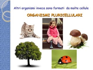Altri organismi invece sono formati da molte cellule
ORGANISMI PLURICELLULARIORGANISMI PLURICELLULARI
 