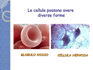Le cellule possono avere
diverse forme
GLOBULO ROSSOGLOBULO ROSSO CELLULA NERVOSACELLULA NERVOSA
 