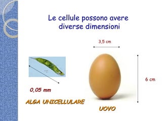 Le cellule possono avere
diverse dimensioni
UOVOUOVO
6 cm
3,5 cm
0,05 mm
ALGA UNICELLULAREALGA UNICELLULARE
 