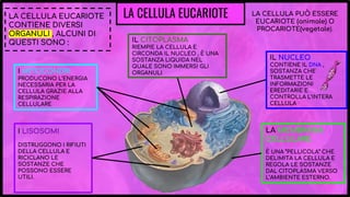 LA CELLULA EUCARIOTE LA CELLULA PUÒ ESSERE
EUCARIOTE (animale) O
PROCARIOTE(vegetale).
LA CELLULA EUCARIOTE
CONTIENE DIVERSI
ORGANULI , ALCUNI DI
QUESTI SONO :
IL NUCLEO
CONTIENE IL DNA ,
SOSTANZA CHE
TRASMETTE LE
INFORMAZIONI
EREDITARIE E
CONTROLLA L’INTERA
CELLULA
I LISOSOMI
DISTRUGGONO I RIFIUTI
DELLA CELLULA E
RICICLANO LE
SOSTANZE CHE
POSSONO ESSERE
UTILI.
I MITOCONDRI
PRODUCONO L’ENERGIA
NECESSARIA PER LA
CELLULA GRAZIE ALLA
RESPIRAZIONE
CELLULARE
LA MEMBRANA
CELLULARE
È UNA “PELLICOLA” CHE
DELIMITA LA CELLULA E
REGOLA LE SOSTANZE
DAL CITOPLASMA VERSO
L’AMBIENTE ESTERNO.
IL CITOPLASMA
RIEMPIE LA CELLULA E
CIRCONDA IL NUCLEO , È UNA
SOSTANZA LIQUIDA NEL
QUALE SONO IMMERSI GLI
ORGANULI
 