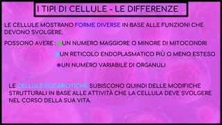 I TIPI DI CELLULE - LE DIFFERENZE
LE CELLULE MOSTRANO FORME DIVERSE IN BASE ALLE FUNZIONI CHE
DEVONO SVOLGERE.
POSSONO AVERE : ◉UN NUMERO MAGGIORE O MINORE DI MITOCONDRI
◉UN RETICOLO ENDOPLASMATICO PIÙ O MENO ESTESO
◉UN NUMERO VARIABILE DI ORGANULI
LE CELLULE EUCARIOTICHE SUBISCONO QUINDI DELLE MODIFICHE
STRUTTURALI IN BASE ALLE ATTIVITÀ CHE LA CELLULA DEVE SVOLGERE
NEL CORSO DELLA SUA VITA.
 