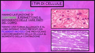 I TIPI DI CELLULE
◉ CELLULE MUSCOLARI :
HANNO LA FUNZIONE DI
CONTRARSI E PERMETTONO IL
MOVIMENTO DELLE VARIE PARTI
DEL CORPO.
HANNO UNA FORMA ALLUNGATA E AL
LORO INTERNO SONO PRESENTI DEI
FILAMENTI PROTEICI CHE PROVOCANO
L’ACCORCIAMENTO DELLA CELLULA AL
MOMENTO DELLA CONTRAZIONE
 