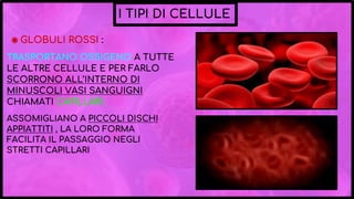 I TIPI DI CELLULE
◉ GLOBULI ROSSI :
TRASPORTANO OSSIGENO A TUTTE
LE ALTRE CELLULE E PER FARLO
SCORRONO ALL’INTERNO DI
MINUSCOLI VASI SANGUIGNI
CHIAMATI CAPILLARI.
ASSOMIGLIANO A PICCOLI DISCHI
APPIATTITI , LA LORO FORMA
FACILITA IL PASSAGGIO NEGLI
STRETTI CAPILLARI
 