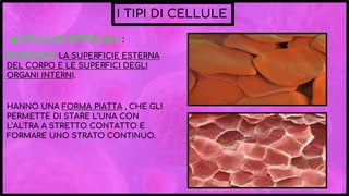 I TIPI DI CELLULE
◉ CELLULE EPITELIALI :
RIVESTONO LA SUPERFICIE ESTERNA
DEL CORPO E LE SUPERFICI DEGLI
ORGANI INTERNI.
.
HANNO UNA FORMA PIATTA , CHE GLI
PERMETTE DI STARE L’UNA CON
L’ALTRA A STRETTO CONTATTO E
FORMARE UNO STRATO CONTINUO.
 