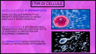 I TIPI DI CELLULE
◉CELLULE UOVO E SPERMATOZOI
SONO LE CELLULE RIPRODUTTIVE
PRESENTI DEGLI INDIVIDIU DI SESSO
MASCHILE E SESSO FEMMINILE .
.
LA CELLULA UOVO È PIÙ GRANDE DEGLI
SPERMATOZOI PERCHÈ CONTIENE TUTTE
LE SOSTANZE NUTRITIVE PER FAR
SVILUPPARE L’EMBRIONE.
.
GLI SPERMATOZOI SONO DOTATI DI UN
FLAGELLO PER MUOVERSI ATTIVAMENTE
 