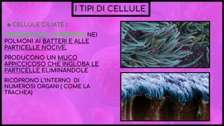I TIPI DI CELLULE
◉ CELLULE CILIATE :
IMPEDISCONO L’INGRESSO NEI
POLMONI AI BATTERI E ALLE
PARTICELLE NOCIVE.
PRODUCONO UN MUCO
APPICCICOSO CHE INGLOBA LE
PARTICELLE ELIMINANDOLE
RICOPRONO L’INTERNO DI
NUMEROSI ORGANI ( COME LA
TRACHEA)
 