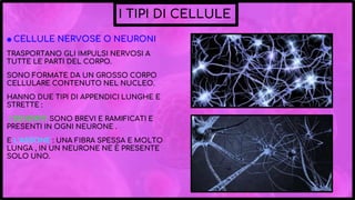 I TIPI DI CELLULE
◉ CELLULE NERVOSE O NEURONI
TRASPORTANO GLI IMPULSI NERVOSI A
TUTTE LE PARTI DEL CORPO.
SONO FORMATE DA UN GROSSO CORPO
CELLULARE CONTENUTO NEL NUCLEO.
HANNO DUE TIPI DI APPENDICI LUNGHE E
STRETTE :
I DENDRITI SONO BREVI E RAMIFICATI E
PRESENTI IN OGNI NEURONE .
E L’ASSONE : UNA FIBRA SPESSA E MOLTO
LUNGA , IN UN NEURONE NE È PRESENTE
SOLO UNO.
 