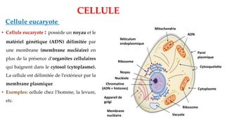 ADN
Paroi
plasmique
Cytosquelette
Cytoplasme
Ribosome
Vacuole
Membrane
nucléaire
Mitochondrie
Réticulum
endoplasmique
Ribosome
Noyau
Nucléole
Chromatine
(ADN + histones)
Appareil de
golgi
CELLULE
Cellule eucaryote
• Cellule eucaryote : possède un noyau et le
matériel génétique (ADN) délimitée par
une membrane (membrane nucléaire) en
plus de la présence d’organites cellulaires
qui baignent dans le cytosol (cytoplasme).
La cellule est délimitée de l’extérieur par la
membrane plasmique
• Exemples: cellule chez l’homme, la levure,
etc.
 