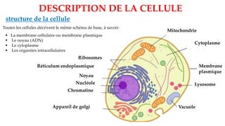 structure de la cellule
▪ La membrane cellulaire ou membrane plasmique
▪ Le noyau (ADN)
▪ Le cytoplasme
▪ Les organites intracellulaires
Toutes les cellules décrivent le même schéma de base, à savoir:
Cytoplasme
Lysosome
Mitochondrie
Ribosomes
Réticulum endoplasmique
Noyau
Nucléole
Chromatine
Appareil de golgi Vacuole
Membrane
plasmique
DESCRIPTION DE LA CELLULE
 