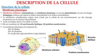 Structure de la cellule
Membrane plasmique
DESCRIPTION DE LA CELLULE
▪ Elle est constituée de: (1) une bicouche lipidique, (2) protéines membranaires
▪ Membrane cellulaire, cytomembrane, ou membrane plasmique, ou encore plasmalemme, est une enveloppe
biologique continue qui sépare le milieu intracellulaire et le milieu extracellulaire.
▪ La membrane cytoplasmique sépare mais n'isole pas la cellule de son environnement, car elle interagit
localement avec la matrice extracellulaire
▪ Cette enveloppe donne à la cellule sa forme
Protéines membranaires
Noyau
Bicouche
lipidique
Membrane cellulaire
▪ La membrane plasmique est composée de :
40% de lipides
50% de protéines
8% de glucides (glycoprotéines et glycolipides)
 