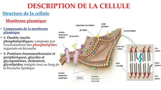 Structure de la cellule
Membrane plasmique
DESCRIPTION DE LA CELLULE
• Composants de la membrane
plasmique
• 1- Double couche
phospholipidiques; composée par
l’enchainement des phospholipides
organisés en bicouche
• 2- Protéines (transmembranaire et
périphériques), glucides et
glycoprotéines, cholestérol,
glycolipides; intégrés tout au long de
la bicouche lipidique
 
