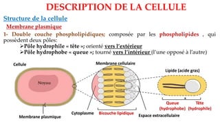 Structure de la cellule
Membrane plasmique
DESCRIPTION DE LA CELLULE
Espace extracellulaire
Membrane plasmique
Cytoplasme Bicouche lipidique
Lipide (acide gras)
Queue
(hydrophobe)
Tête
(hydrophile)
Cellule Membrane cellulaire
1- Double couche phospholipidiques; composée par les phospholipides , qui
possèdent deux pôles:
➢Pôle hydrophile « tête »; orienté vers l’extérieur
➢Pôle hydrophobe « queue »; tourné vers l’intérieur (l’une opposé à l’autre)
 