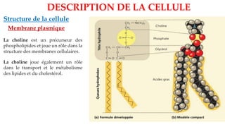 Structure de la cellule
Membrane plasmique
DESCRIPTION DE LA CELLULE
La choline est un précurseur des
phospholipides et joue un rôle dans la
structure des membranes cellulaires.
La choline joue également un rôle
dans le transport et le métabolisme
des lipides et du cholestérol.
 