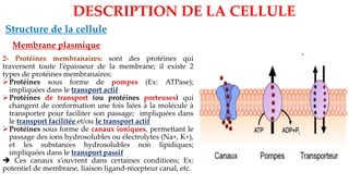 Structure de la cellule
Membrane plasmique
DESCRIPTION DE LA CELLULE
2- Protéines membranaires: sont des protéines qui
traversent toute l’épaisseur de la membrane; il existe 2
types de protéines membranaires:
➢Protéines sous forme de pompes (Ex: ATPase);
impliquées dans le transport actif
➢Protéines de transport (ou protéines porteuses) qui
changent de conformation une fois liées à la molécule à
transporter pour faciliter son passage; impliquées dans
le transport facilitée et/ou le transport actif
➢Protéines sous forme de canaux ioniques, permettant le
passage des ions hydrosolubles ou électrolytes (Na+, K+),
et les substances hydrosolubles non lipidiques;
impliquées dans le transport passif
➔ Ces canaux s’ouvrent dans certaines conditions; Ex:
potentiel de membrane, liaison ligand-récepteur canal, etc.
 