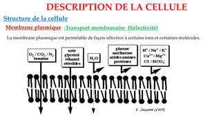 Structure de la cellule
Membrane plasmique
DESCRIPTION DE LA CELLULE
:Transport membranaire (Sélectivité)
La membrane plasmique est perméable de façon sélective à certains ions et certaines molécules.
 