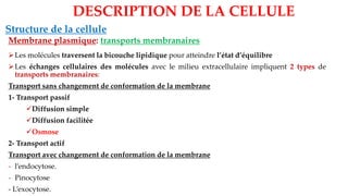 Structure de la cellule
Membrane plasmique: transports membranaires
DESCRIPTION DE LA CELLULE
➢Les molécules traversent la bicouche lipidique pour atteindre l’état d’équilibre
➢Les échanges cellulaires des molécules avec le milieu extracellulaire impliquent 2 types de
transports membranaires:
Transport sans changement de conformation de la membrane
1- Transport passif
✓Diffusion simple
✓Diffusion facilitée
✓Osmose
2- Transport actif
Transport avec changement de conformation de la membrane
- l’endocytose.
- Pinocytose
- L’exocytose.
 