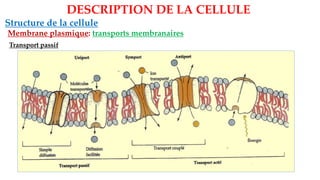 Structure de la cellule
Membrane plasmique: transports membranaires
DESCRIPTION DE LA CELLULE
Transport passif
 