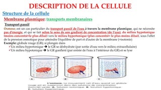Structure de la cellule
Membrane plasmique: transports membranaires
DESCRIPTION DE LA CELLULE
Transport passif
Osmose; est un cas particulier du transport passif de l’eau à travers la membrane plasmique, qui ne nécessite
pas d’énergie, et qui se fait selon le sens de son gradient de concentration (de l’eau), du milieu hypotonique
(moins concentré=le plus dilué) vers le milieu hypertonique (plus concentré= le plus moins dilué), sous l’effet
de la pression osmotique pour atteindre l’équilibre de part et d’autre de la membrane (=isotonie)
Exemple: globule rouge (GR); si plongée dans
✓Un milieu hypertonique ➔ le GR se déshydrate (par sortie d’eau vers le milieu extracellulaire)
✓Un milieu hypotonique ➔ le GR gonflent (par entrée de l’eau à l’intérieur du GR) et se lyse
 