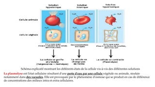 Schéma explicatif montrant les différents états de la cellule vis-à-vis des différentes solutions
La plasmolyse est l'état cellulaire résultant d'une perte d'eau par une cellule végétale ou animale, stockée
notamment dans des vacuoles. Elle est provoquée par le phénomène d'osmose qui se produit en cas de différence
de concentrations des milieux intra et extra cellulaires.
 