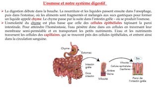 ➢ La digestion débute dans la bouche. La nourriture et les liquides passent ensuite dans l’œsophage,
puis dans l’estomac, où les aliments sont fragmentés et mélangés aux sucs gastriques pour former
un liquide appelé chyme. Le chyme passe par la suite dans l’intestin grêle – où se produit l’osmose.
➢ L’osmolarité du chyme est plus basse que celle des cellules épithéliales tapissant la paroi
intestinale. Pour atteindre l’homéostasie, l’eau pénètre donc dans ces cellules en traversant leur
membrane semi-perméable et en transportant les petits nutriments. L’eau et les nutriments
traversent les cellules des capillaires, qui se trouvent près des cellules épithéliales, et entrent ainsi
dans la circulation sanguine.
L’osmose et notre système digestif
 