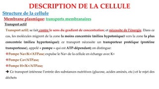 Structure de la cellule
Membrane plasmique: transports membranaires
DESCRIPTION DE LA CELLULE
Transport actif
Transport actif; se fait contre le sens du gradient de concentration; et nécessite de l’énergie. Dans ce
cas, les molécules migrent de la zone la moins concentrée (milieu hypotonique) vers la zone la plus
concentrée (milieu hypertonique); ce transport nécessite un transporteur protéique (protéine
transporteuse), appelé « pompe » qui est ATP-dépendant; on distingue:
❖Pompe Na+/K+/ATPase; expulse le Na+ de la cellule en échange avec K+
❖Pompe Ca+/ATPase;
❖Pompe H+/K+/ATPase;
➔ Ce transport intéresse l’entrée des substances nutritives (glucose, acides aminés, etc.) et le rejet des
déchets
 