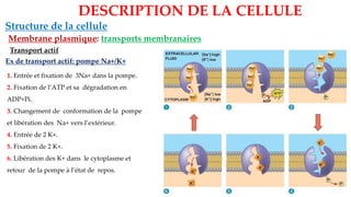 Ex de transport actif: pompe Na+/K+
Structure de la cellule
Membrane plasmique: transports membranaires
DESCRIPTION DE LA CELLULE
Transport actif
1. Entrée et fixation de 3Na+ dans la pompe.
2. Fixation de l’ATP et sa dégradation en
ADP+Pi.
3. Changement de conformation de la pompe
et libération des Na+ vers l’extérieur.
4. Entrée de 2 K+.
5. Fixation de 2 K+.
6. Libération des K+ dans le cytoplasme et
retour de la pompe à l’état de repos.
 