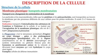 Structure de la cellule
Membrane plasmique: transports membranaires
DESCRIPTION DE LA CELLULE
Transport avec changement de conformation de la membrane
Les particules et les macromolécules, telles que les protéines et les polysaccharides, sont transportées au travers
la membrane par des processus différents de ceux utilisés pour les petites molécules. Il existe 2 à 3 formes de
transport :
Endocytose transport d’internalisation des substances de
l’extérieur à l’intérieur de la cellule; il se traduit par
l’invagination de la membrane plasmique; elle est de 2
types: phagocytose et pinocytose
1- Phagocytose: c’est le mécanisme permettant d’ingérer
un corps étranger , grâce à des prolongement
cytoplasmiques (pseudopodes), afin de le digérer
(unicellulaires) ou de le détruire (macrophages du
système immunitaire ou globules blancs) puis des
lysosomes se positionnent autour de la vésicule et
déversent leurs enzymes qui vont hydrolyser le corps
ainsi ingéré.
Exemples: cellules de défense immunitaire
 