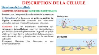 Structure de la cellule
Membrane plasmique: transports membranaires
DESCRIPTION DE LA CELLULE
Transport avec changement de conformation de la membrane
2- Pinocytose: c’est la capture de petites quantités du
liquide extracellulaire contenant des substances
dissoutes, qui sont encapsulées dans des vésicules.
Exocytose: c’est un mécanisme permettant aux
substances intracellulaires (souvent néosynthétisées
par le Réticulum endoplasmique et l‘appareil de golgi)
d’être déversées dans le milieu extracellulaire, dans des
vésicules de sécrétion qui fusionnent avec la membrane
cellulaire.
Exemples: libération des hormones et des
neurotransmetteurs
Exocytose
Endocytose
 
