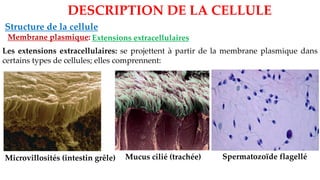 Structure de la cellule
Membrane plasmique:
DESCRIPTION DE LA CELLULE
Extensions extracellulaires
Les extensions extracellulaires: se projettent à partir de la membrane plasmique dans
certains types de cellules; elles comprennent:
Microvillosités (intestin grêle) Mucus cilié (trachée) Spermatozoïde flagellé
 