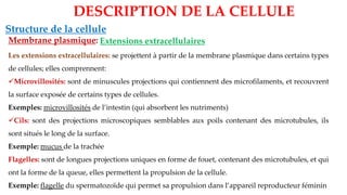Structure de la cellule
Membrane plasmique:
DESCRIPTION DE LA CELLULE
Extensions extracellulaires
Les extensions extracellulaires: se projettent à partir de la membrane plasmique dans certains types
de cellules; elles comprennent:
✓Microvillosités: sont de minuscules projections qui contiennent des microfilaments, et recouvrent
la surface exposée de certains types de cellules.
Exemples: microvillosités de l’intestin (qui absorbent les nutriments)
✓Cils: sont des projections microscopiques semblables aux poils contenant des microtubules, ils
sont situés le long de la surface.
Exemple: mucus de la trachée
Flagelles: sont de longues projections uniques en forme de fouet, contenant des microtubules, et qui
ont la forme de la queue, elles permettent la propulsion de la cellule.
Exemple: flagelle du spermatozoïde qui permet sa propulsion dans l’appareil reproducteur féminin
 