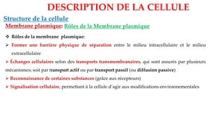 Structure de la cellule
Membrane plasmique:
DESCRIPTION DE LA CELLULE
Rôles de la Membrane plasmique
❖ Rôles de la membrane plasmique:
➢ Former une barrière physique de séparation entre le milieu intracellulaire et le milieu
extracellulaire
➢ Échanges cellulaires selon des transports transmembranaires, qui sont assurés par plusieurs
mécanismes; soit par transport actif ou par transport passif (ou diffusion passive)
➢ Reconnaissance de certaines substances (grâce aux récepteurs)
➢ Signalisation cellulaire, permettant à la cellule d’agir aux modifications environnementales
 