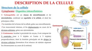 Organites intracellulaires
Structure de la cellule
DESCRIPTION DE LA CELLULE
Cytoplasme:
1- Cytosquelette: est un réseau de microfilaments et de
microtubules, conférant un squelette à la cellule, et dont les
principaux rôles:
✓Le maintien de la forme de la cellule; grâce aux microfilaments
✓Les mouvement internes, et les déplacements au cours de la
division cellulaire, grâce aux microtubules
2- Centrosome: localisé à proximité du noyau, il est composé de
2 centrioles (une à 9 triplets et l’autre à 3 triplets)
perpendiculaires; dont la fonction principale est de diriger la
division cellulaire (formation d’un réseaux de tubules séparant
les chromosomes au cours de la mitose)
Centrosome
Microtubule
Filament intermédiaire
Microfilament
Cytosquelette
 