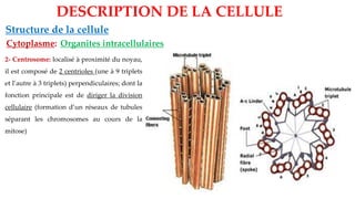 2- Centrosome: localisé à proximité du noyau,
il est composé de 2 centrioles (une à 9 triplets
et l’autre à 3 triplets) perpendiculaires; dont la
fonction principale est de diriger la division
cellulaire (formation d’un réseaux de tubules
séparant les chromosomes au cours de la
mitose)
Organites intracellulaires
Structure de la cellule
DESCRIPTION DE LA CELLULE
Cytoplasme:
 