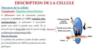 Organites intracellulaires
Structure de la cellule
DESCRIPTION DE LA CELLULE
Cytoplasme:
3- Ribosomes: sont de minuscules granules,
composés de protéines et d’ARN (complexe ribo-
nucléoprotéique), et présentent 2 sous-unités
(petite sous unité et grande sous unité). Ils se
trouvent sous la forme libre dans le cytosol ou liée
au Réticulum endoplasmique (RE);
Rôle du ribosome:
La synthèse des protéines à partir d’acides aminés
par l’intermédiaire de l’ARNm (traduction du code
génétique)
Petite sous-unité
Grande sous-unité
Ribosome
ARNm
ARNt
Codon
Chaine d’acides
aminés
(protéines)
 