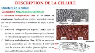 Organites intracellulaires
Structure de la cellule
DESCRIPTION DE LA CELLULE
Cytoplasme:
4- Réticulum endoplasmique (RE): est un réseau de
membraneux étendu en forme replis et formant des cavités
qui sont en continuité avec la membrane du noyau. Il existe
2 types:
✓ Réticulum endoplasmique rugueux (RER): dont la
surface est recouverte de granulations, qui représentent
les ribosomes (impliqué dans la synthèse des protéines)
✓ Réticulum endoplasmique lisse (REL): ne contenant
pas de granulation (pas de ribosomes). Il intervient
dans la synthèse des lipides (phospholipides, acides
gras..), et le stockage du calcium intracellulaire
REL
Ribosomes
RER
Ribosomes
 