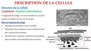 Organites intracellulaires
Structure de la cellule
DESCRIPTION DE LA CELLULE
Cytoplasme:
5- Appareil de Golgi : est un ensemble de saccules
aplatis et empilés les uns sur les autres.
Rôle de l’appareil de Golgi:
➢ Stockage des protéines issues du RER
➢ Maturation des protéines et leur sécrétion dans
des vésicules de sécrétion
➢ Sécrétion des vésicules contenant les protéines
dans le milieu extracellulaire par exocytose
exocytose
Membrane plasmique
Espace extracellulaire
Zone trans
Zone médiane
Zone cis
Vésicules
de
sécrétion
RER
 