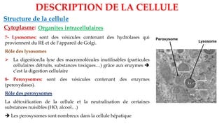 Organites intracellulaires
Structure de la cellule
DESCRIPTION DE LA CELLULE
Cytoplasme:
7- Lysosomes: sont des vésicules contenant des hydrolases qui
proviennent du RE et de l’appareil de Golgi.
Rôle des lysosomes
➢ La digestion/la lyse des macromolécules inutilisables (particules
cellulaires détruits, substances toxiques…) grâce aux enzymes ➔
c’est la digestion cellulaire
8- Peroxysomes: sont des vésicules contenant des enzymes
(peroxydases).
Rôle des peroxysomes
La détoxification de la cellule et la neutralisation de certaines
substances nuisibles (HO, alcool…)
➔ Les peroxysomes sont nombreux dans la cellule hépatique
Lysosome
Peroxysome
 