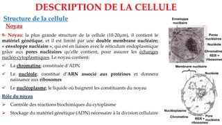 Structure de la cellule
DESCRIPTION DE LA CELLULE
Noyau
9- Noyau: la plus grande structure de la cellule (10-20µm), il contient le
matériel génétique, et il est limité par une double membrane nucléaire;
« enveloppe nucléaire », qui est en liaison avec le réticulum endoplasmique
grâce aux pores nucléaires qu’elle contient, pour assurer les échanges
nucléo-cytoplasmiques. Le noyau contient:
✓ La chromatine; constituée d’ADN
✓ Le nucléole; constitué d’ARN associé aux protéines et donnera
naissance aux ribosomes
✓ Le nucléoplasme; le liquide où baignent les constituants du noyau
Rôle du noyau
➢ Contrôle des réactions biochimiques du cytoplasme
➢ Stockage du matériel génétique (ADN) nécessaire à la division cellulaire
Nucléole
RER +
ribosomes
Chromatine Pore
nucléaire
Membrane nucléaire
Nucléoplasme
RER +
ribosomes
Chromatine
Nucléole
Pores
nucléaires
Enveloppe
nucléaire
 