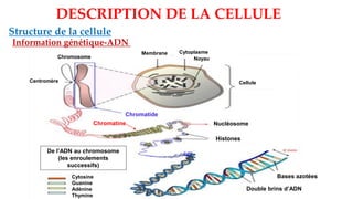 DESCRIPTION DE LA CELLULE
Structure de la cellule
Information génétique-ADN
Histones
Double brins d’ADN
Chromosome
Cellule
Bases azotées
De l’ADN au chromosome
(les enroulements
successifs)
Centromère
Membrane Cytoplasme
Noyau
Nucléosome
Chromatide
Cytosine
Guanine
Adénine
Thymine
Chromatine
 