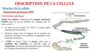 DESCRIPTION DE LA CELLULE
Structure de la cellule
Information génétique-ADN
9- Information génétique:
Toutes les cellules contiennent les mêmes molécules
d’ADN (sauf en cas de maladie; Ex: infection par un
virus, cancer..)
➢ un gène est une partie de l’ADN. À chaque gène
correspond une protéine
➢ Plusieurs gènes sont à l’origine de la synthèse de
plusieurs protéines; les protéines synthétisées sont:
enzymes, hormones..
➢ L’ADN se trouve dans le noyau, alors que a
synthèse des protéines se déroule dans le
cytoplasme; au niveau des ribosomes, qui se déroule
en 2 étapes: transcription et traduction
Histones
(protéines
structurales)
Chromosomes
Condensation et
spiralisation de l’ADN en
chromosomes en
 