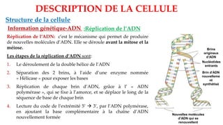 DESCRIPTION DE LA CELLULE
Structure de la cellule
Information génétique-ADN
Réplication de l’ADN: c’est le mécanisme qui permet de produire
de nouvelles molécules d’ADN. Elle se déroule avant la mitose et la
méiose.
Les étapes de la réplication d’ADN sont:
1. Le déroulement de la double hélice de l’ADN
2. Séparation des 2 brins, à l’aide d’une enzyme nommée
« Hélicase » pour exposer les bases
3. Réplication de chaque brin d’ADN, grâce à l’ « ADN
polymérase », qui se fixe à l’amorce, et se déplace le long de la
séquence de base de chaque brin
4. Lecture du code de l’extrémité 5’ → 3’, par l’ADN polymérase,
en ajoutant la base complémentaire à la chaîne d’ADN
nouvellement formée
Nouvelles molécules
d’ADN qui se
renouvellent
Brin d’ADN
nouvelleme
nt
synthétisé
Brins
originaux
d’ADN
séparés
Nucléotides
entrants
:Réplication de l’ADN
 