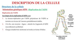 DESCRIPTION DE LA CELLULE
Structure de la cellule
Information génétique-ADN :Réplication de l’ADN
Réplication de l’ADN
Les étapes de la réplication d’ADN sont:
5. La lecture-réplication par l’ADN polymérase de l’ADN se
termine au niveau de l’amorce préalablement établie.
6. À la fin, une enzyme « ligase » attache les fragments d’ADN
nouvellement synthétisés
7. Chaque double brin néoformé est tordu en forme d’hélice.
Nouvelles molécules
d’ADN qui se
renouvellent
Brin d’ADN
nouvelleme
nt
synthétisé
Brins
originaux
d’ADN
séparés
Nucléotides
entrants
 