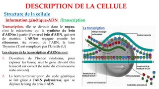 DESCRIPTION DE LA CELLULE
Structure de la cellule
Information génétique-ADN :Transcription
Transcription, elle se déroule dans le noyau;
c’est le mécanisme qui la synthèse du brin
d’ARNm à partir d’un seul brin d’ADN, qui sert
de matrice. L’ARNm regagne ensuite les
ribosomes. Au niveau de l’ARN, la base
Thymine (T) est remplacée par l’Uracile (U)
Les étapes de la transcription d’ARNm sont:
1. Ouverture de l’hélice néoformé, pour
exposer les bases; seul le gène devant être
transcrit est ouvert (le reste du chromosome
reste enroulé)
2. La lecture-transcription du code génétique
se fait grâce à l’ARN polymérase, qui se
déplace le long du brin d’ADN
 