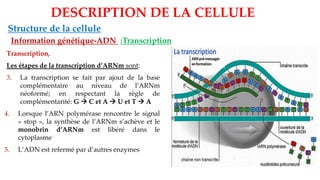 DESCRIPTION DE LA CELLULE
Structure de la cellule
Information génétique-ADN :Transcription
Transcription,
Les étapes de la transcription d’ARNm sont:
3. La transcription se fait par ajout de la base
complémentaire au niveau de l’ARNm
néoformé; en respectant la règle de
complémentarité: G → C et A → U et T → A
4. Lorsque l’ARN polymérase rencontre le signal
« stop », la synthèse de l’ARNm s’achève et le
monobrin d’ARNm est libéré dans le
cytoplasme
5. L’ADN est refermé par d’autres enzymes
 