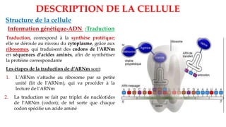DESCRIPTION DE LA CELLULE
Structure de la cellule
Information génétique-ADN :Traduction
Traduction, correspond à la synthèse protéique;
elle se déroule au niveau du cytoplasme, grâce aux
ribosomes, qui traduisent des codons de l’ARNm
en séquences d’acides aminés, afin de synthétiser
la protéine correspondante
Les étapes de la traduction de d’ARNm sont:
1. L’ARNm s’attache au ribosome par sa petite
unité (lit de l’ARNm), qui va procéder à la
lecture de l’ARNm
2. La traduction se fait par triplet de nucléotides
de l’ARNm (codon); de tel sorte que chaque
codon spécifie un acide aminé
 